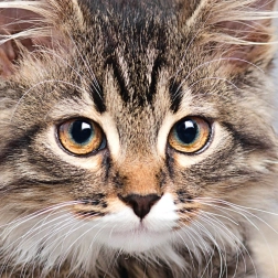 Τετράγωνο παζλ CURIOSI Q Animal – γάτα, 66 κομμάτια