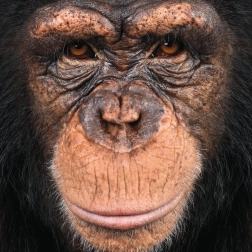 Τετράγωνο παζλ Q Animal: μαϊμού 66 κομμάτια