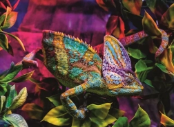 Παζλ Ravensburger Χαμαιλέοντας 500 κομμάτια