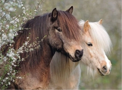 Παζλ Ravensburger Perfect Ponies 150 κομμάτια