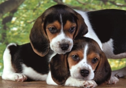 Παζλ 500 κομματιών Compact – κουτάβια beagle