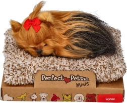Perfect Petzzz μικρό κουτάβι γιορκσάιρ τεριέ