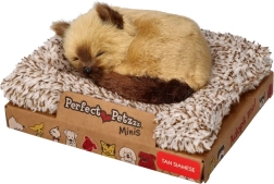 Perfect Petzzz μικρό σιαμέζικο γατάκι