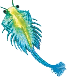 Kosmos υδάτινο κατοικίδιο – αρτεμία