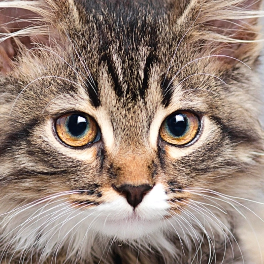 Τετράγωνο παζλ CURIOSI Q Animal – γάτα, 66 κομμάτια