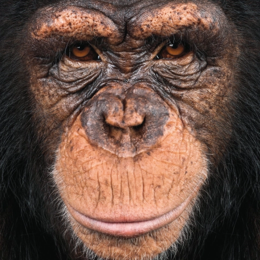 Τετράγωνο παζλ Q Animal: μαϊμού 66 κομμάτια