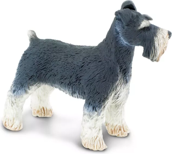 Πιστές λεπτομέρειες του Schnauzer