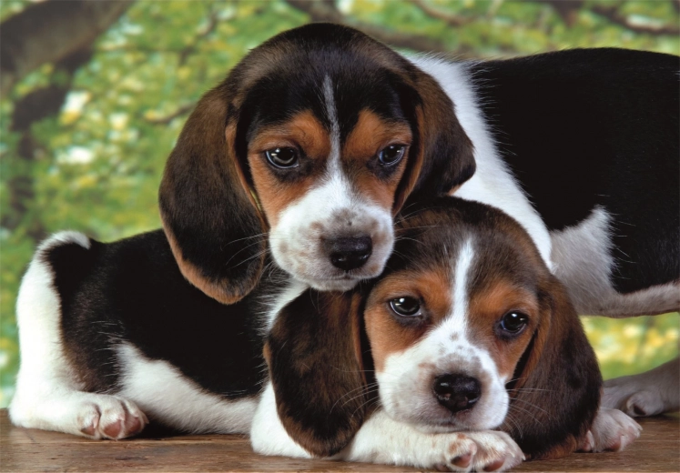 Παζλ 500 κομματιών Compact – κουτάβια beagle
