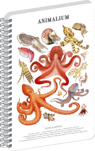 Σπιράλ μπλοκ Notique Animalium – κεφαλόποδα, ριγέ, A5