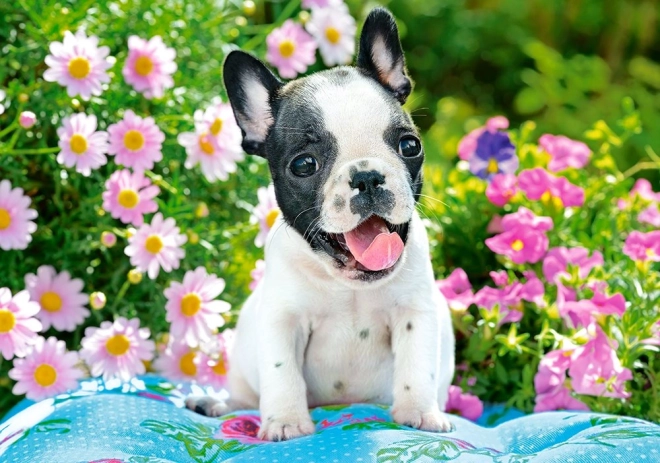 Παζλ 500 κομματιών French Bulldog Puppy