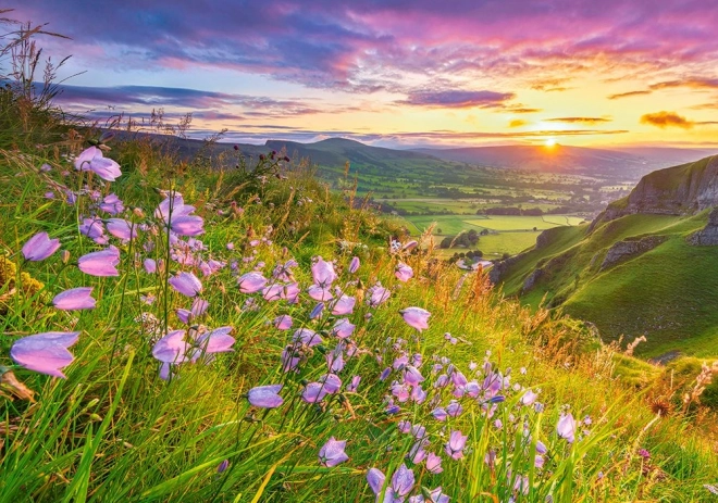 Παζλ Harebells at Sunrise 500 κομμάτια