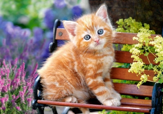Παζλ 500 κομμάτια – Ginger Kitten
