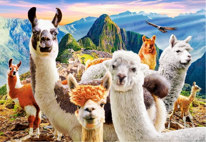 Παζλ 1000 κομματιών Llamas Selfie