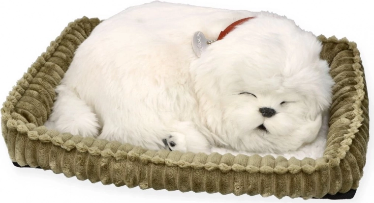 Υιοθέτησε ένα κουταβάκι μαλτέζ PERFECT PETZZZ