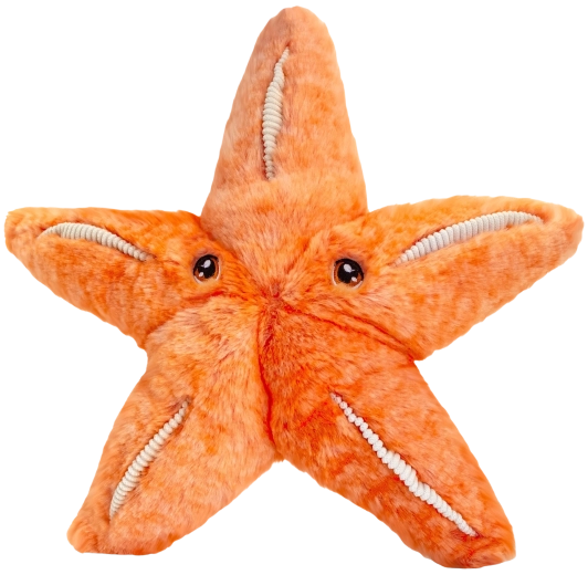 Λούτρινος αστερίας Keeleco 25 cm