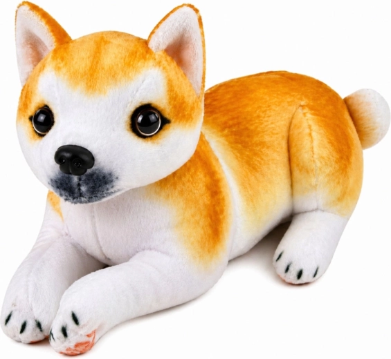 Ρεαλιστική εμφάνιση Shiba Inu