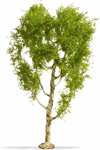 Noch Master Tree σημύδα χνουδωτή 21 cm