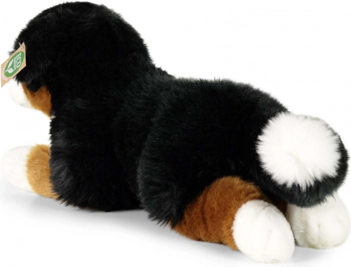 Πιστή εμφάνιση του Bernese Mountain Dog