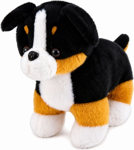 Ρεαλιστική εμφάνιση Bernese Mountain Dog