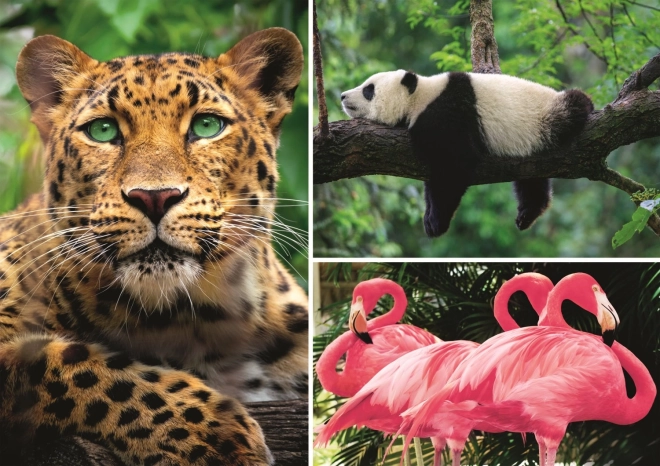 Παζλ Ζώα – κολάζ 1000 κομματιών EKO