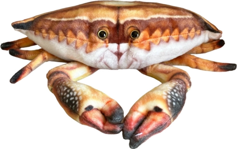Λούτρινος κάβουρας 31 cm