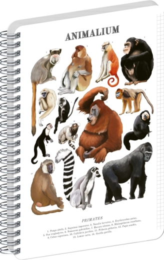 Notique σπιράλ μπλοκ Animalium – πρωτεύοντα, καρέ A5