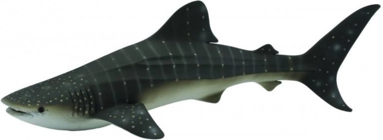 Collecta καρχαρίας φαλαινοκαρχαρίας – φιγούρα