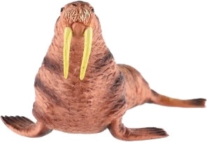 Ιδανική για συλλογές και εκπαιδευτικούς σκοπούς