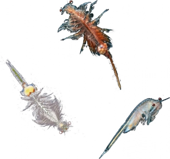 Ιδανικό για παιδιά 8–12 ετών