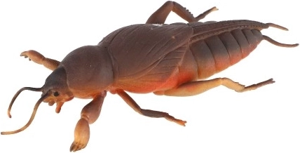 Ρεαλιστική εμφάνιση που διασκεδάζει