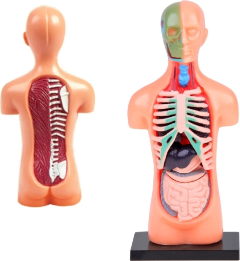 Ρεαλιστική τομή και ανατομικές λεπτομέρειες