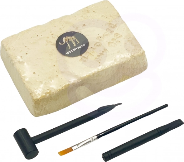 Σκάψε και ανακάλυψε: απολιθωμένα οστά δεινόσαυρου