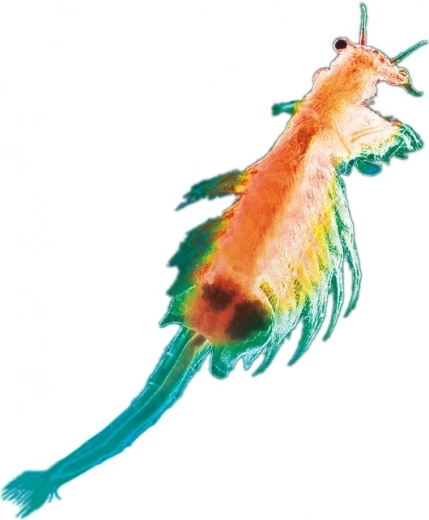 Ζωντανή επιστήμη στο σπίτι