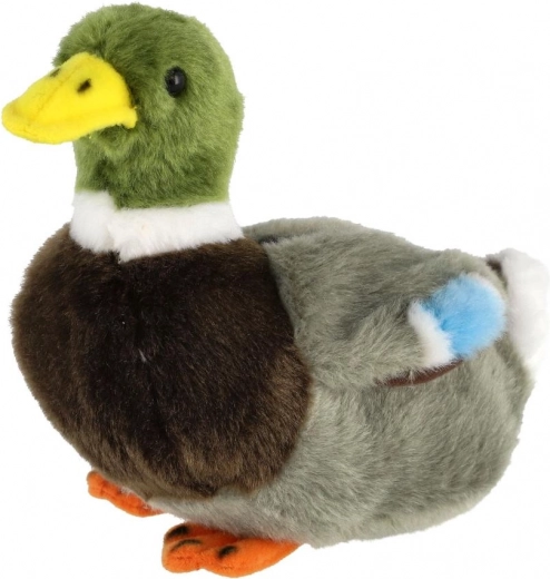 Ρεαλιστικός χρωματισμός αγριόπαπιας