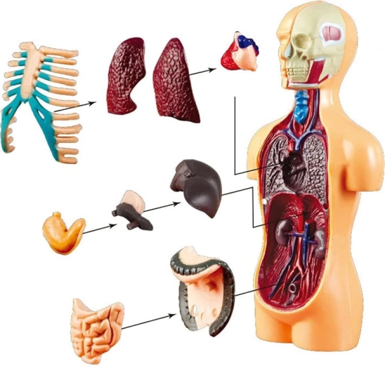 Συμπαγές μέγεθος 15 cm και σταθερή βάση